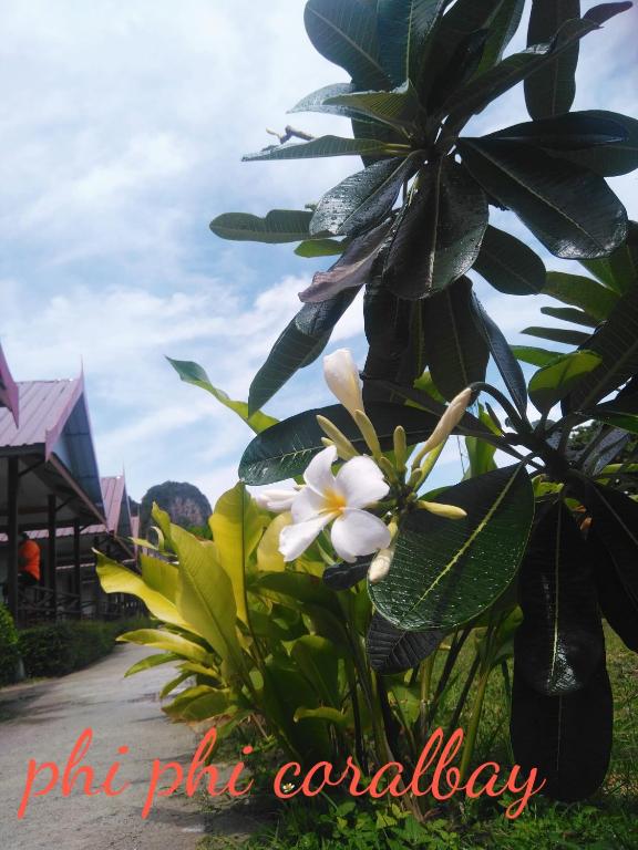 Zdjęcie z galerii obiektu Phi Phi Coralbay w Ko Phi Phi