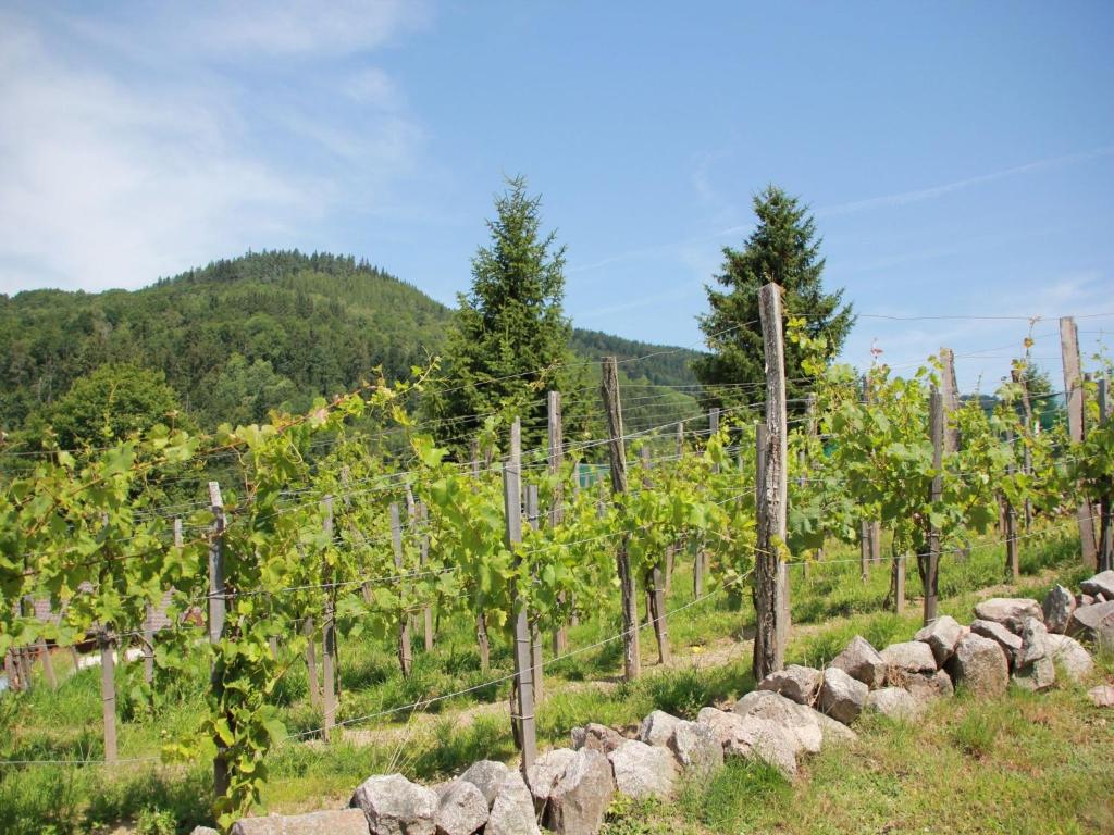 una fila de vides en un viñedo en Great chalet with dishwasher, in the High Vosges en Le Ménil
