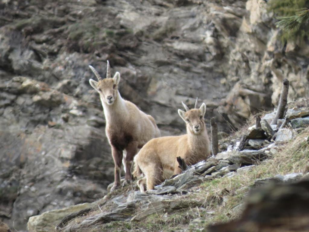 dos cabras están de pie en una colina rocosa en Casa Alberti, en Valfurva