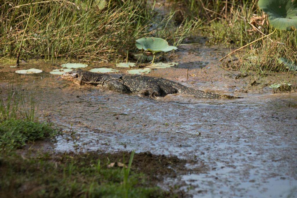 a crocodile walking through the mud in the water at Perhentian Island Resort in Perhentian Islands