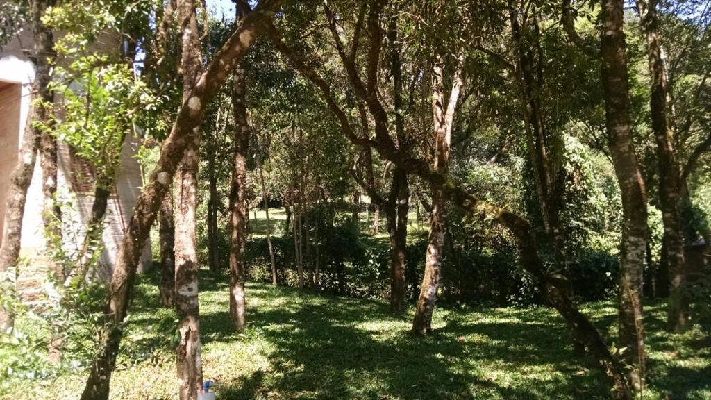 un groupe d'arbres dans une cour avec de l'herbe dans l'établissement Frio em Monte Verde, à Monte Verde