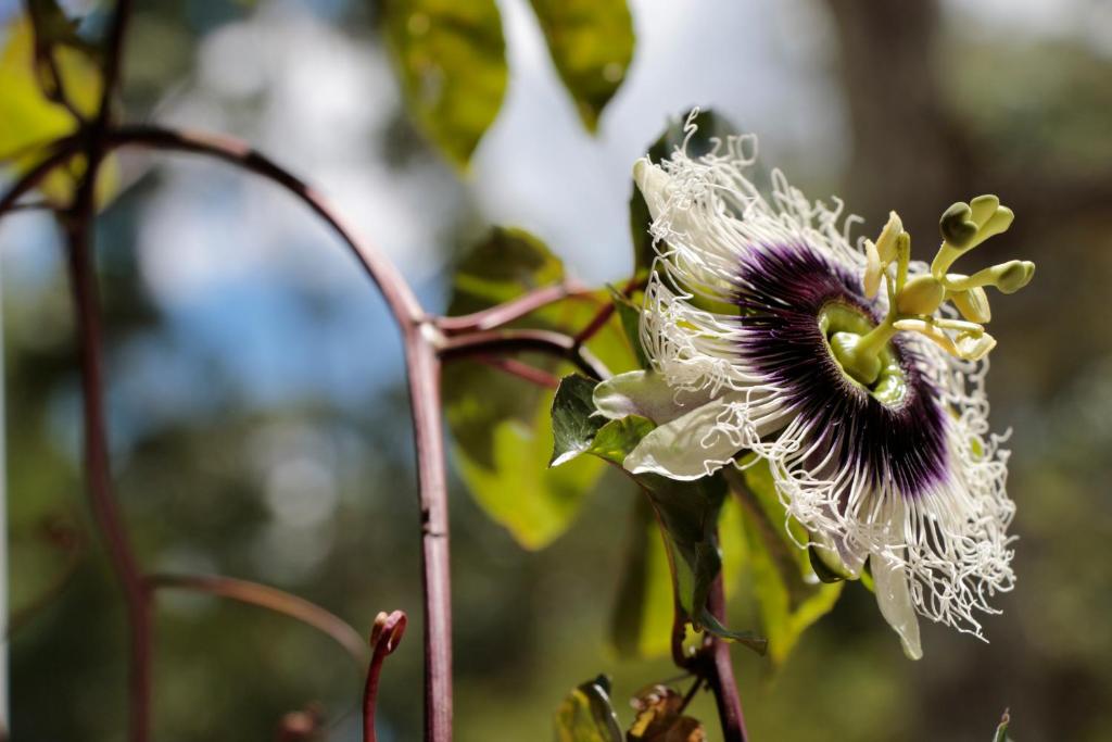  Hospedagem Fazenda Nova América