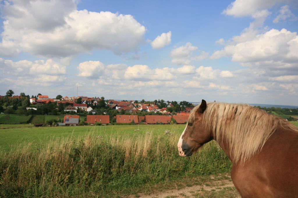 Loomad hosteli aladel või selle läheduses
