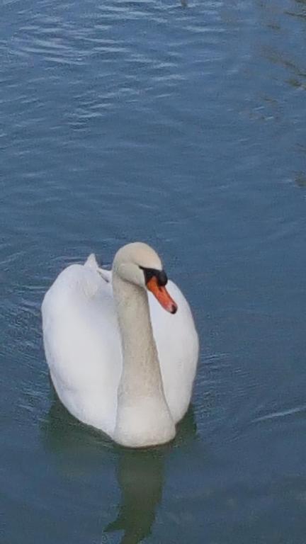 a white swan swimming in the water at Vila Julija in Bled