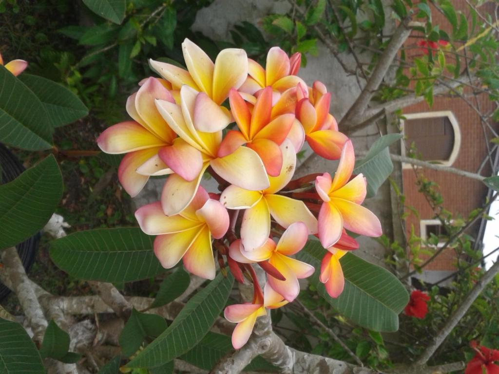  Pousada Canto da Ilha