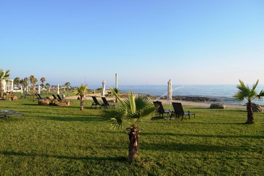 a palm tree in a field with chairs and the ocean at Amphora Hotel & Suites in Paphos