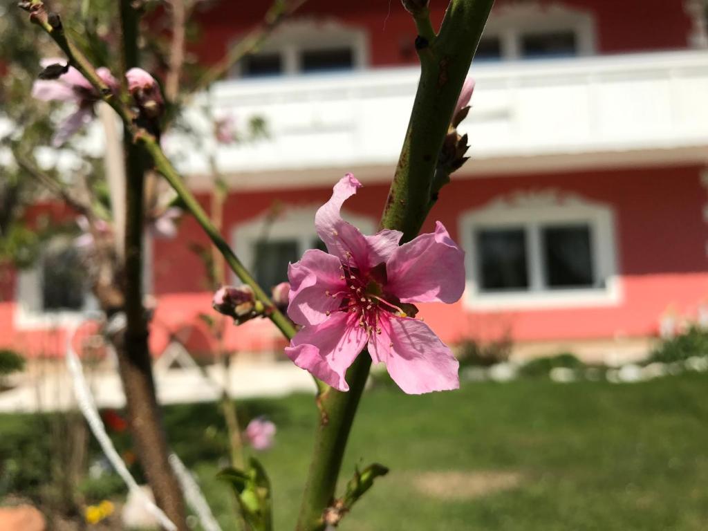 テヘルスベルク・アム・ヴェルター・ゼーにあるPension Hadanigの赤い建物前のピンクの花