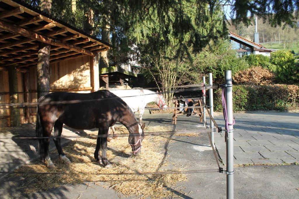 Zvířata v prázdninového domu nebo okolí