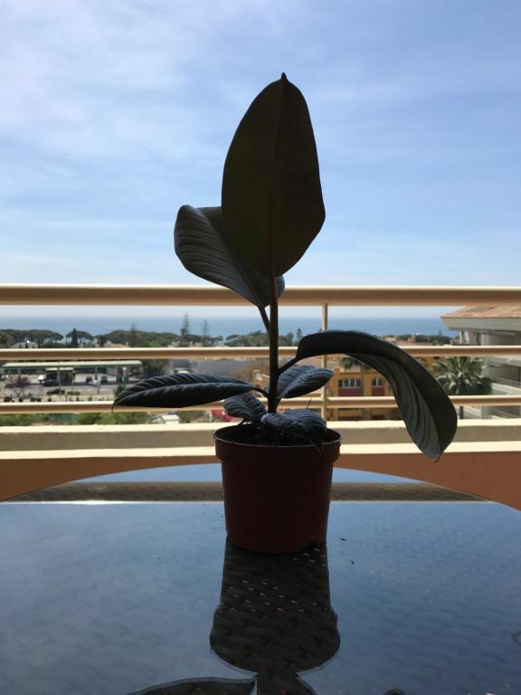 una pianta in vaso seduta su un tavolo di fronte a una finestra di Nagueles II a Marbella