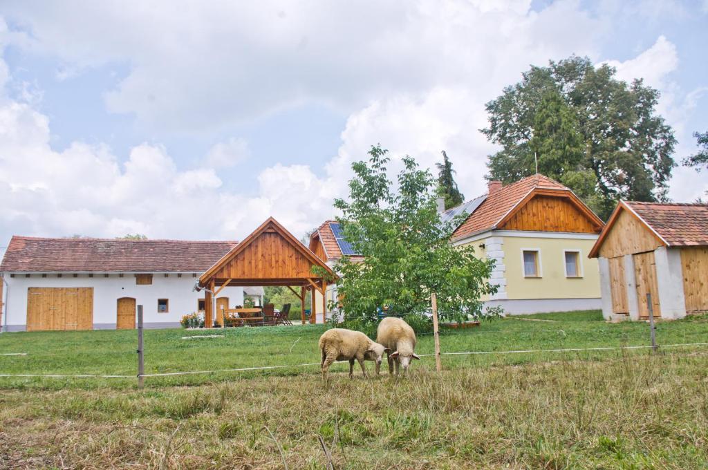 two sheep grazing in a field in front of a house at Harmatcsepp-Vendégház in Kercaszomor