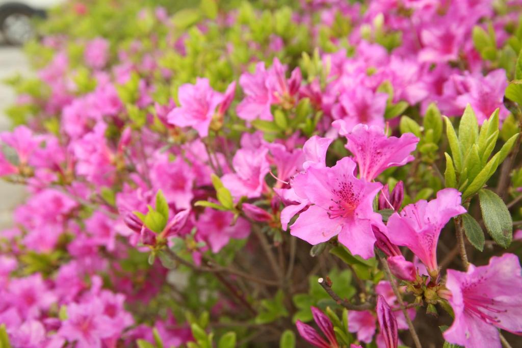 Zahrada ubytování Namwon Hotel