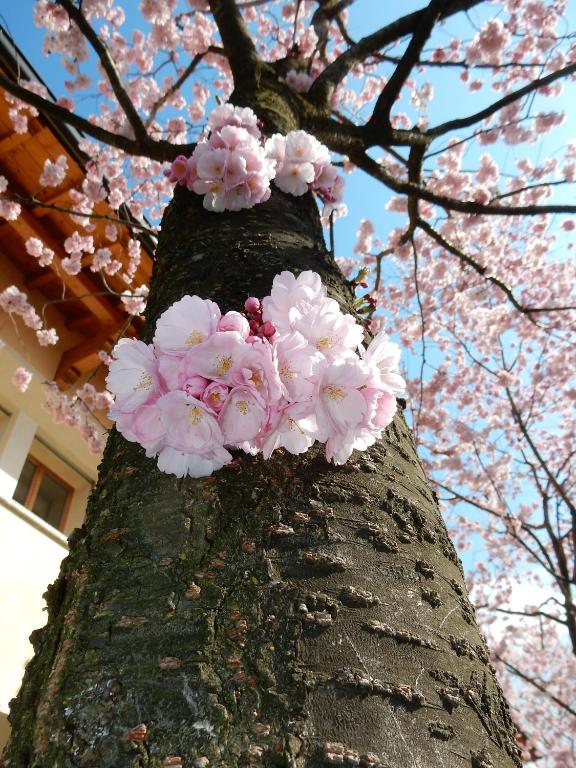 Kép Villa Primula szállásáról Bellagióban a galériában