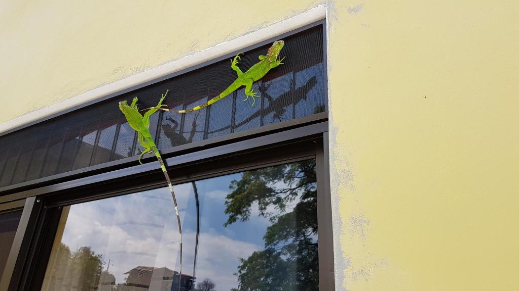 un lagarto verde trepando por la ventana en Yellow House en Quepos