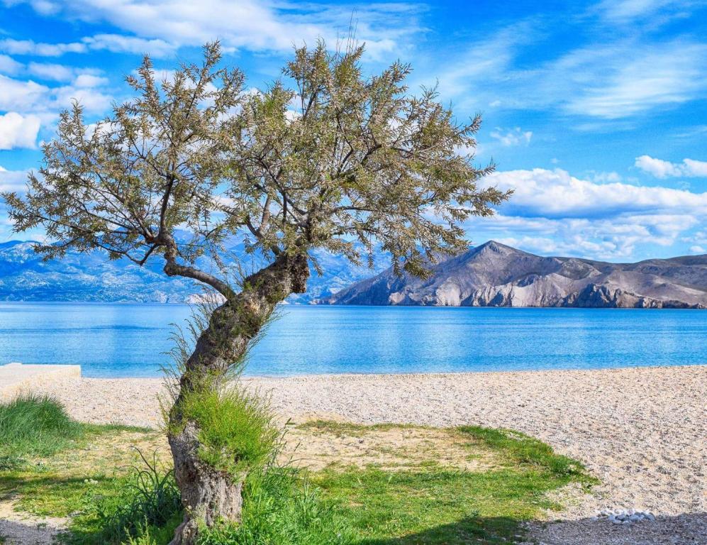 a tree on a beach next to a body of water at Villa Zlata - Holiday house in Baška