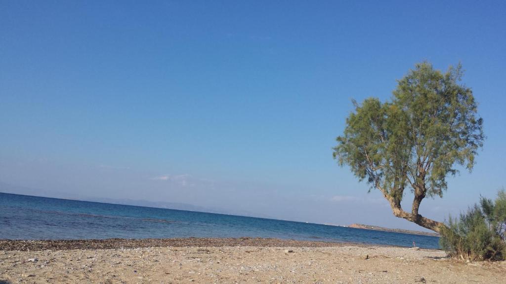 uma árvore numa praia arenosa perto da água em Akrogiali em Skala