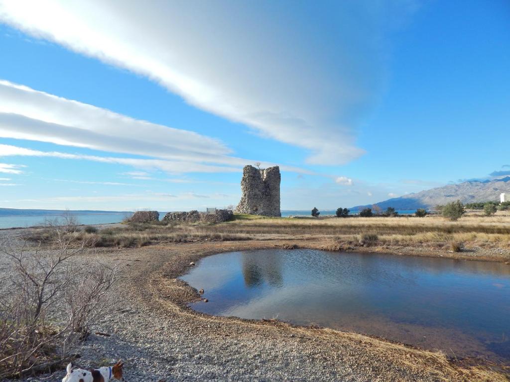 un perro está parado junto a un pequeño cuerpo de agua en Matilda en Starigrad-Paklenica