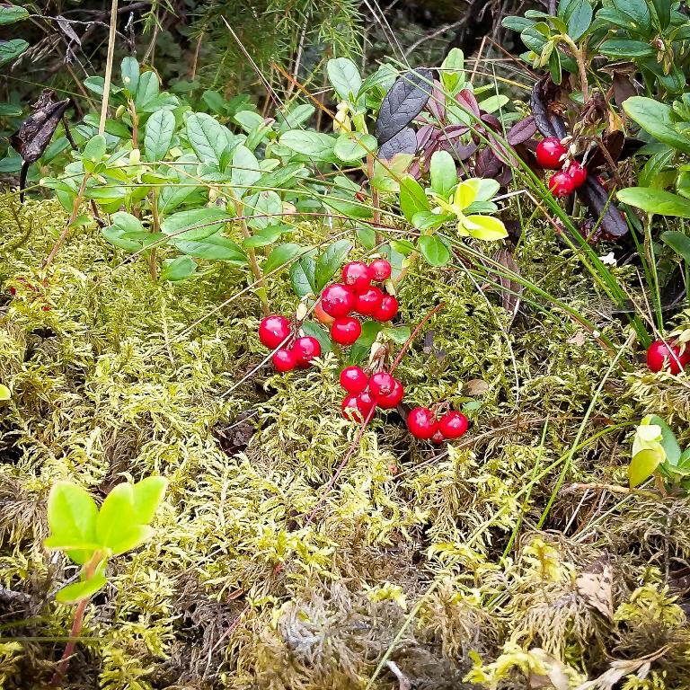Zahrada ubytování Seläter Camping