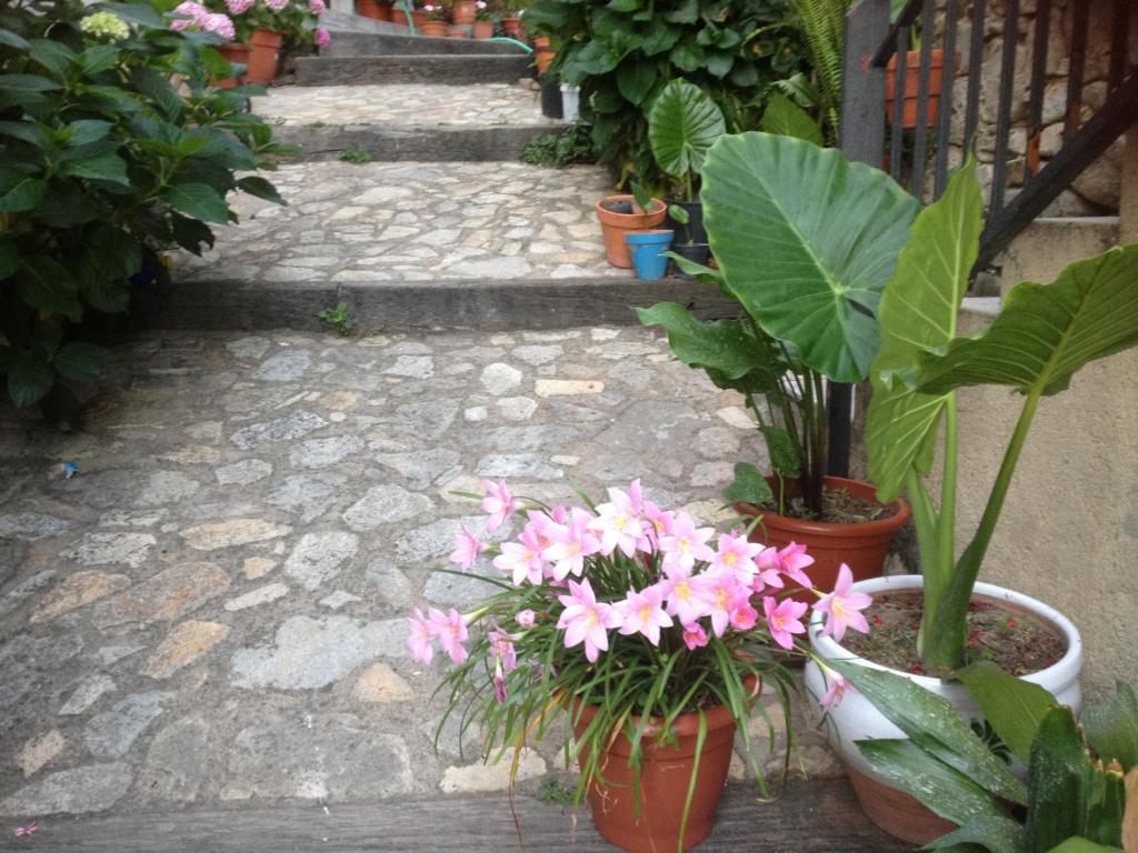 a stone walkway with plants and flowers in pots at Apartamentos Anateresa in Mogarraz