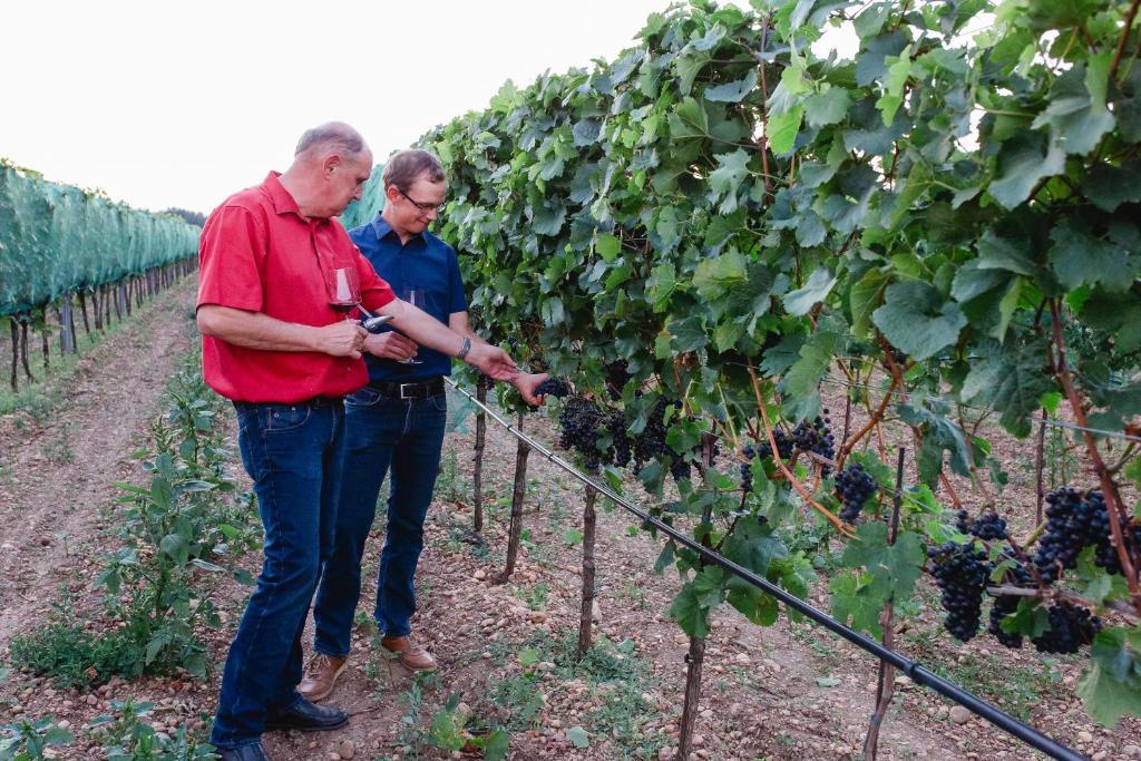 Hosté ubytování Weingut Gastehaus Palkowitsch