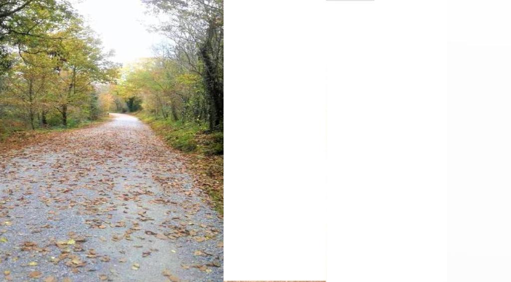 Příroda nedaleko venkovského domu
