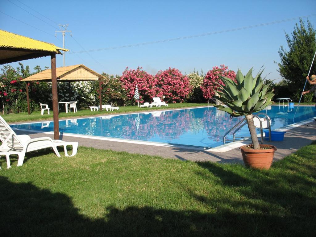 uma piscina com cadeiras e uma palmeira num quintal em Agriturismo Montalbano em Cartabubbo