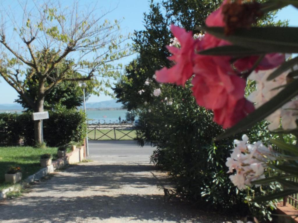 a walkway with pink flowers on a fence at Affittacamere Le Petit Palais in Castiglione del Lago