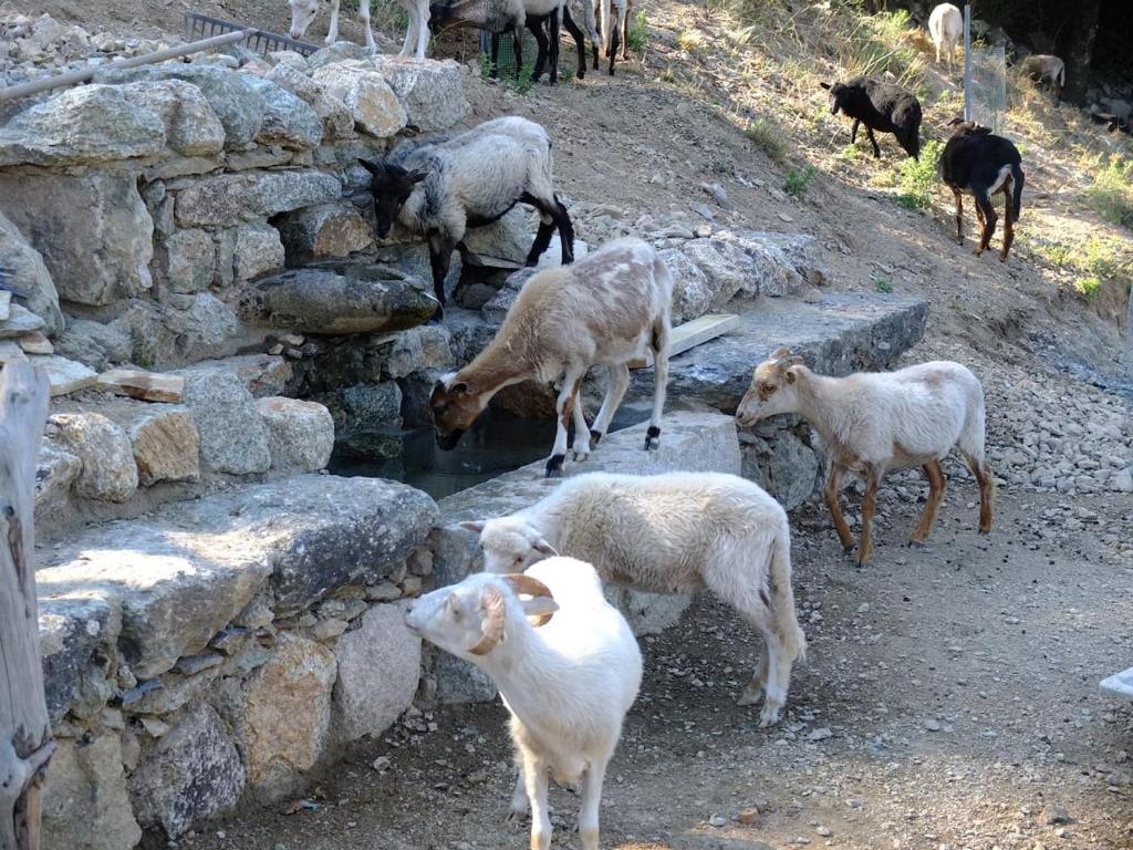 eine Gruppe von Ziegen, die Trinkwasser aus einer Felswand trinken in der Unterkunft Les Bergeries "Le figuier" in Omessa