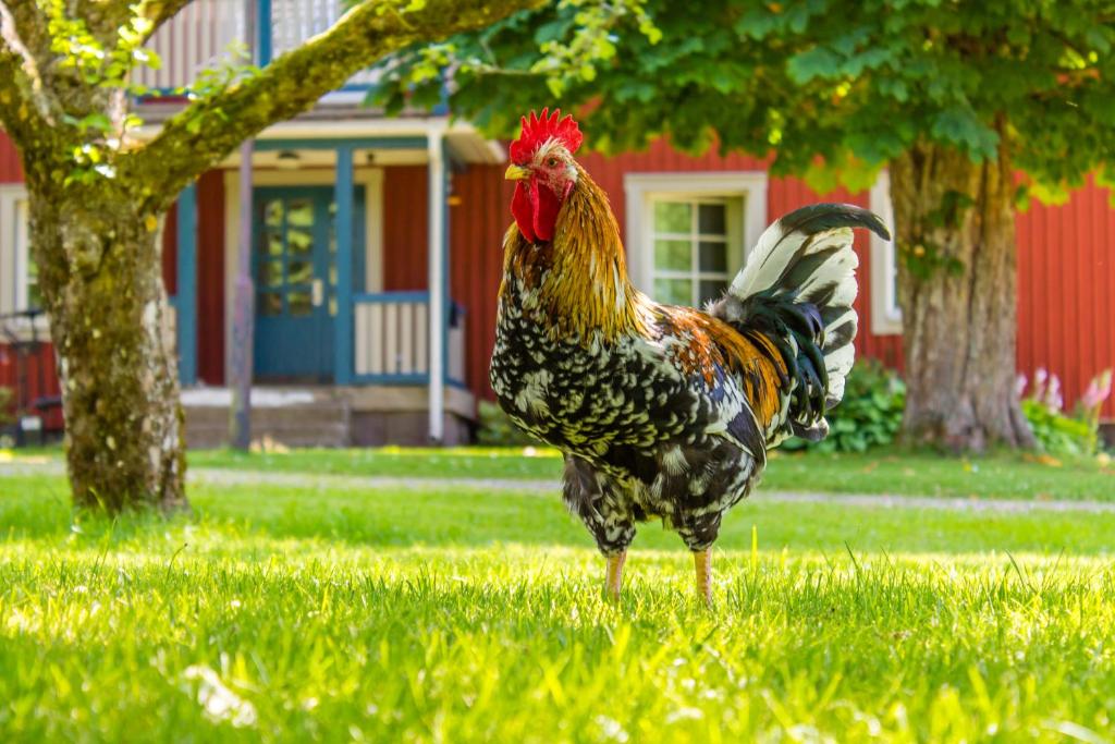Zvířata v hotelu nebo okolí