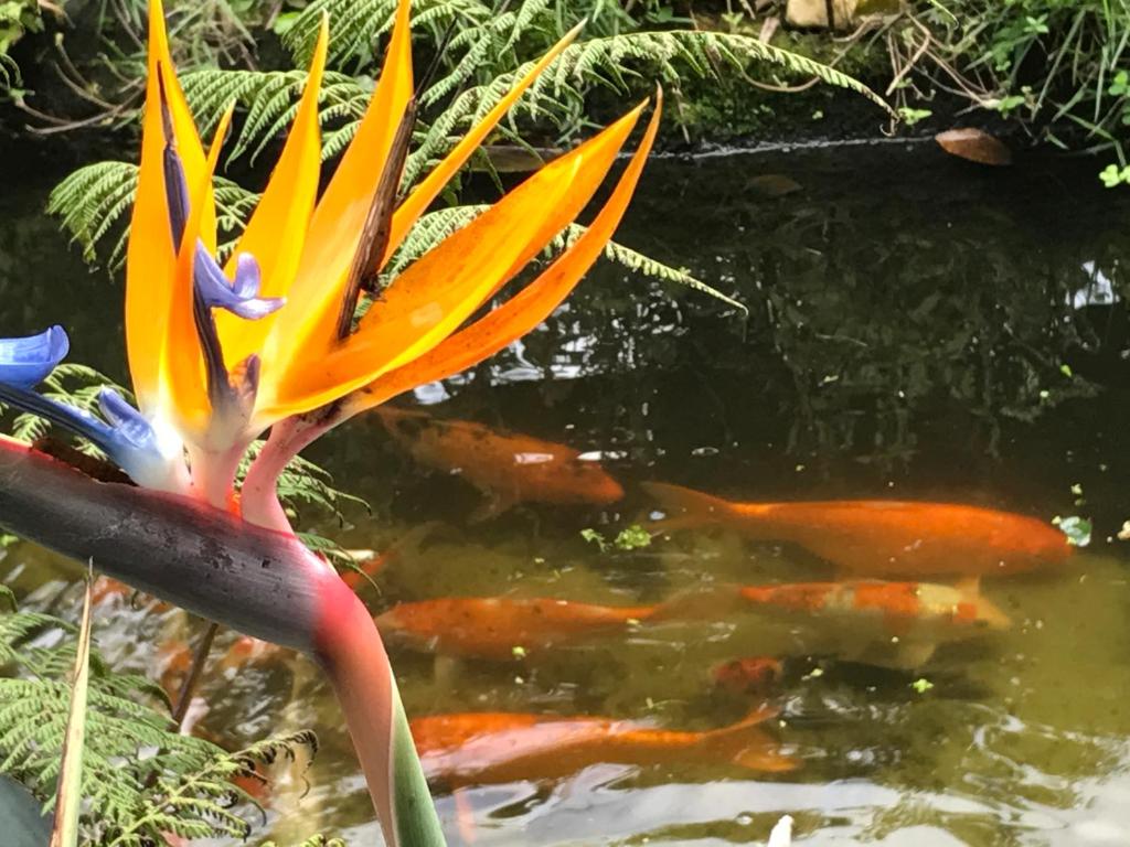  SuaCasita - JARDINS 5 LAGOS