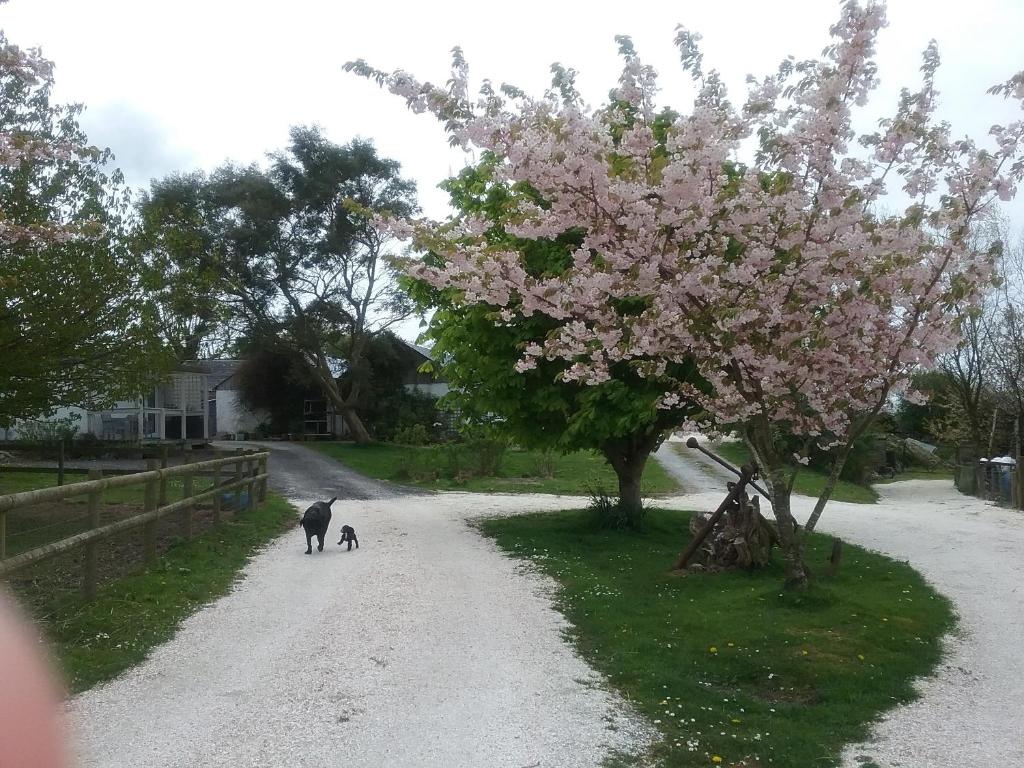 dos gatos caminando por un camino de tierra con un árbol floreciente en The Swallows Guest House, en New Quay