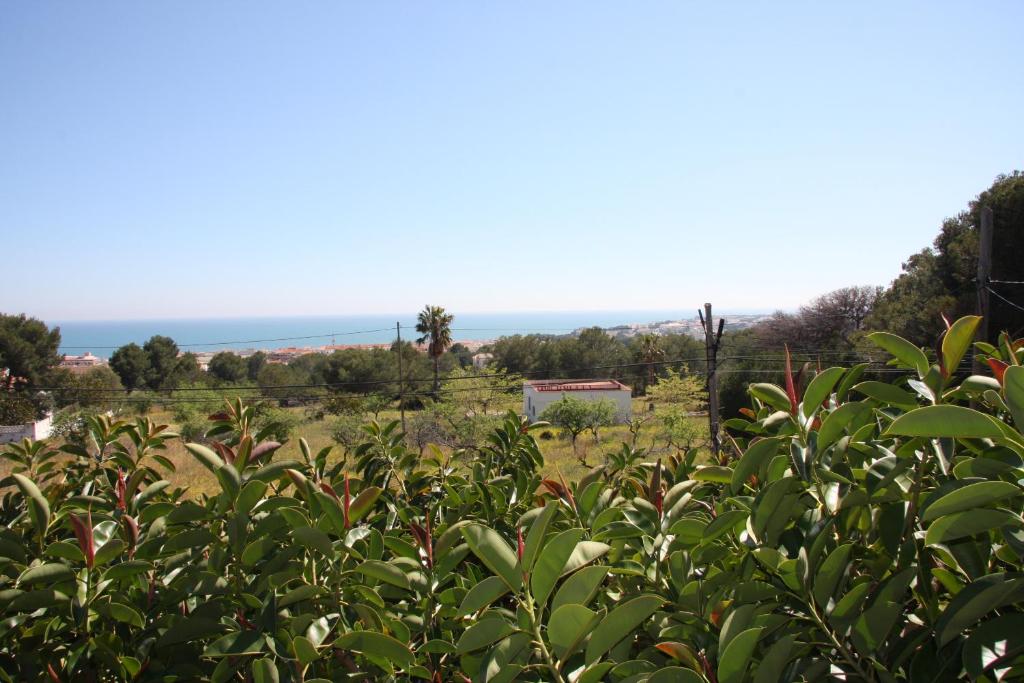 a field of plants with the ocean in the background at Hotel Serra D'írta in Alcossebre