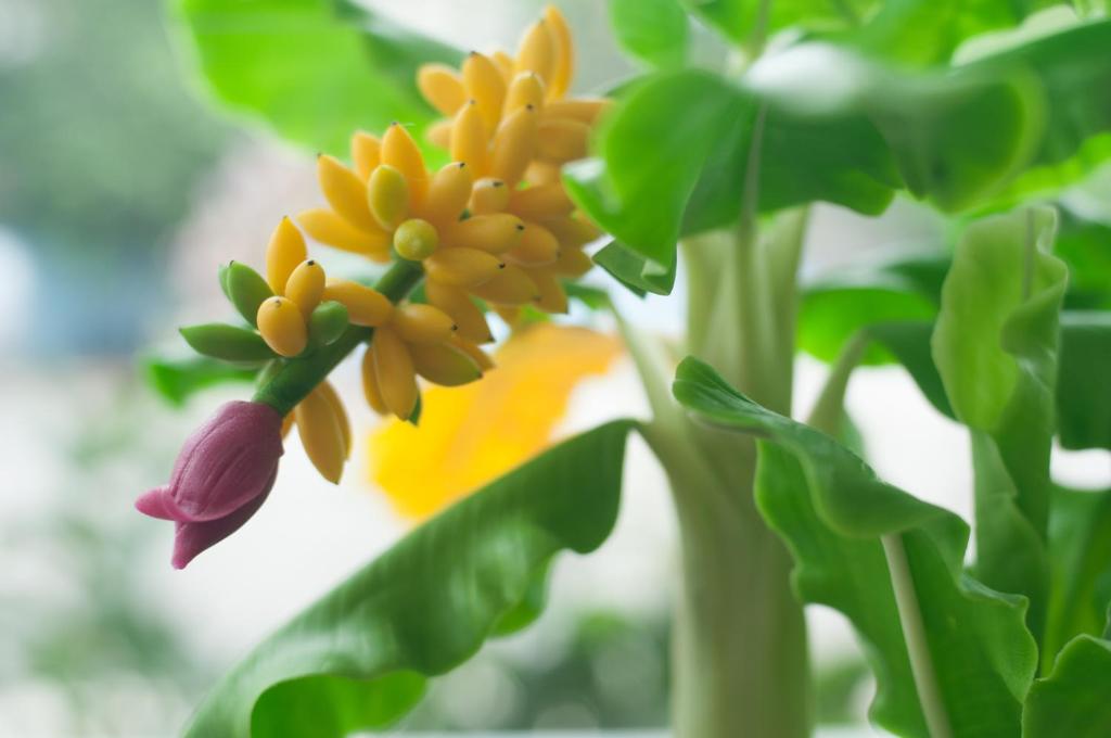 a bunch of yellow and orange flowers on a plant at Kasemsarn Hotel Chanthaburi in Chanthaburi