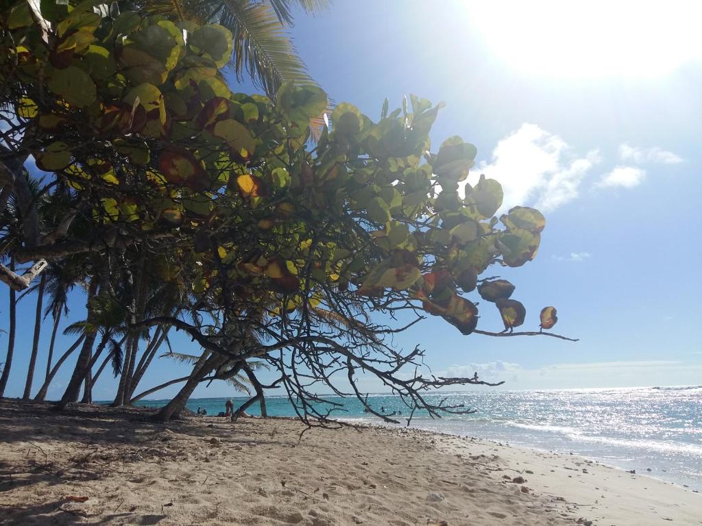 a coconut tree on a beach with the ocean at La Rose du Bresil Marie-Galante in Capesterre