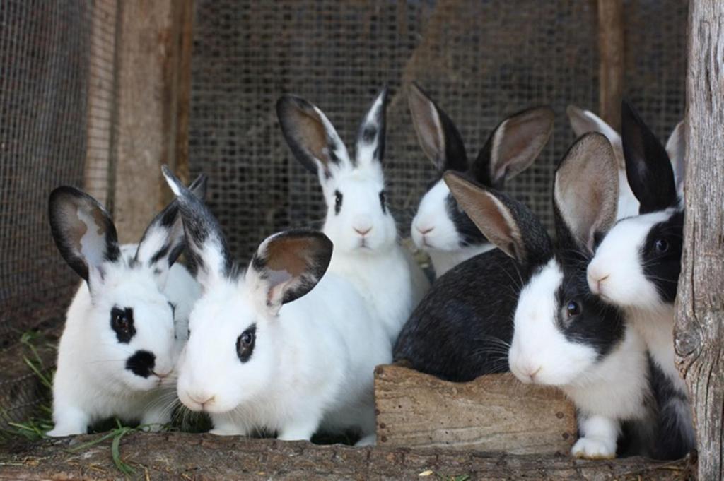 Zvieratá na farme alebo blízkom okolí