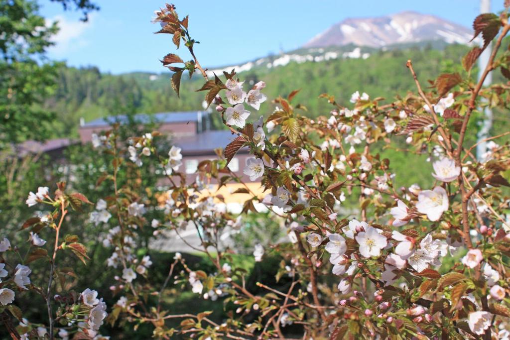 a bush with white flowers in front of a mountain at Higashikawa Asahidake Onsen Hotel Bear Monte in Higashikawa