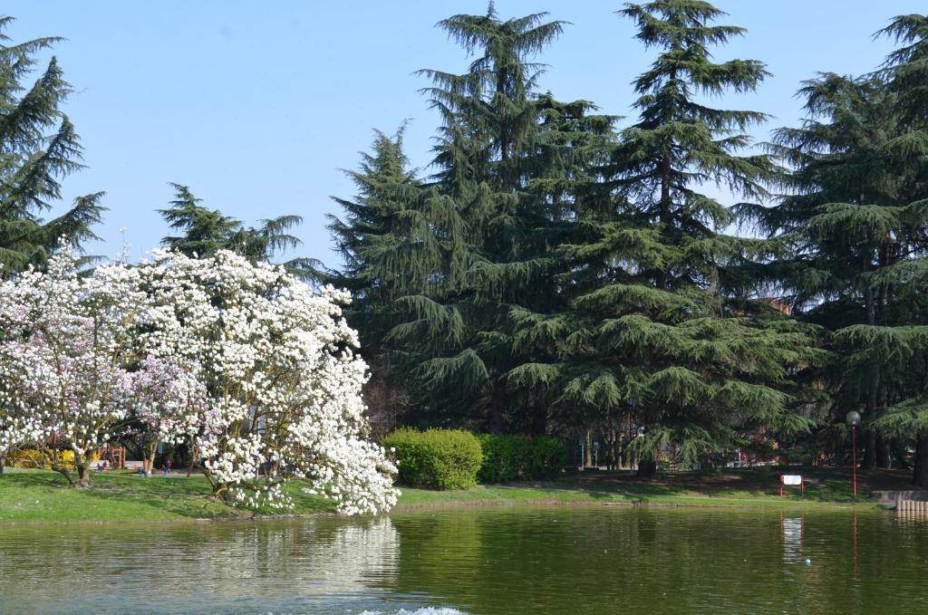 a tree with white flowers in the middle of a pond at Milano 3 Apartment Pal Cigni in Basiglio