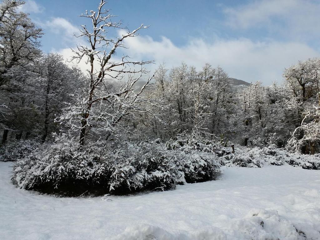 a snow covered bush with a tree in the snow at Dos Bahias Lake Resort in Villa La Angostura