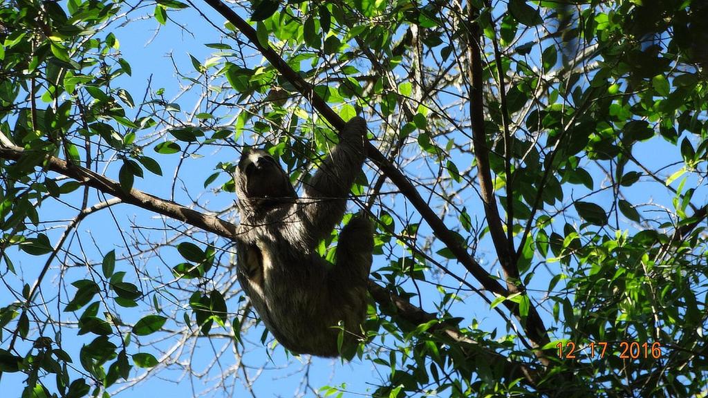  Chalés Bangalôs Itamambuca