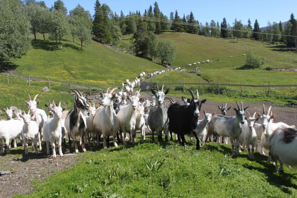 Animales en el agroturismo o alrededores