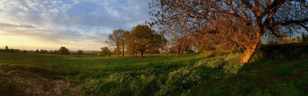 a field with a tree in the middle of a field at Chambre d'hotes Ferme de la Forlonge in Sauvigny-le-Beuréal