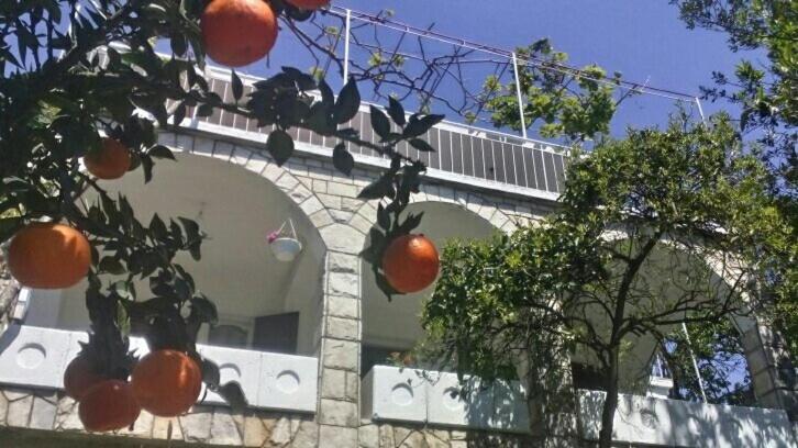 an orange tree in front of a building at House Orange Apartments in Herceg-Novi
