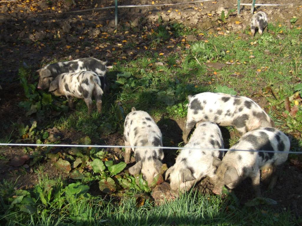 Biohof Hausberg في Egglham: مجموعة من الكلاب تأكل العشب خلف السياج