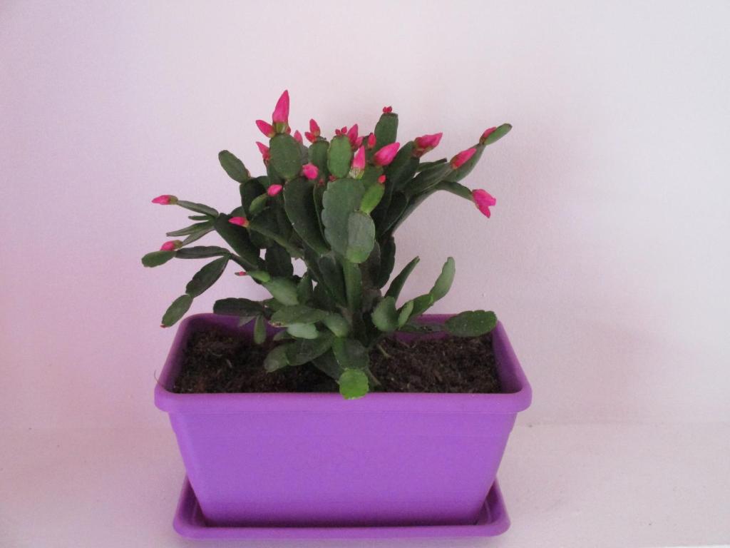 a plant in a purple pot with pink flowers at Maison Ortigia in Syracuse