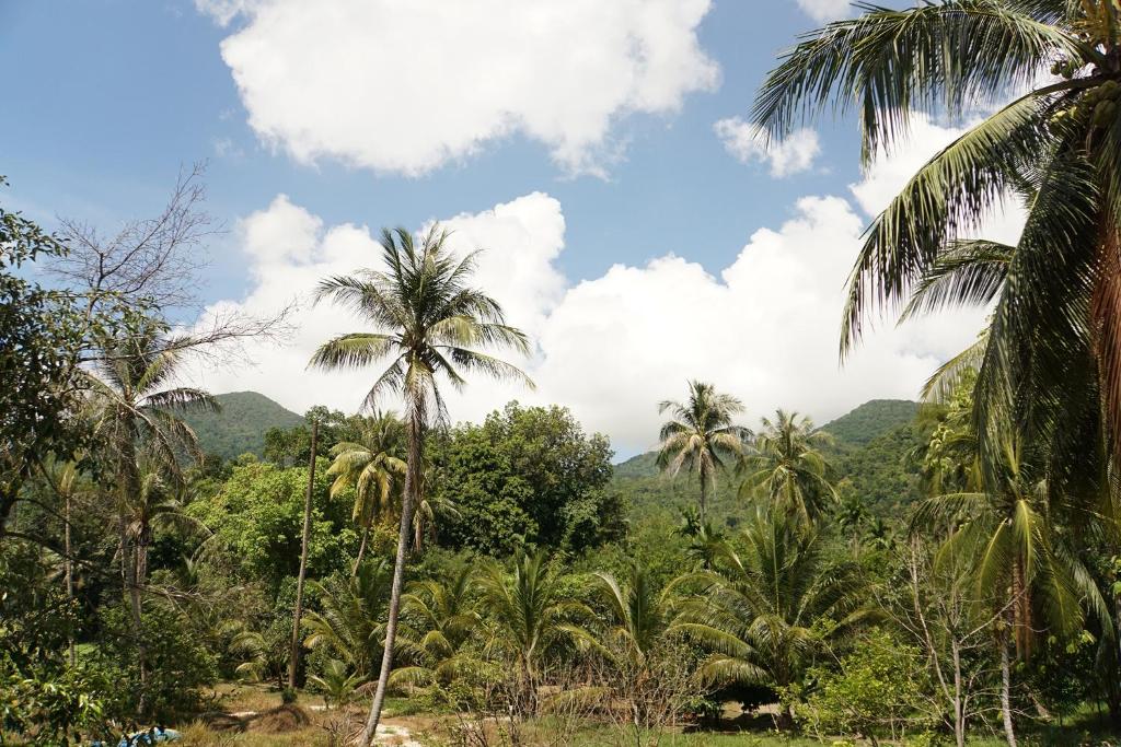 a jungle with palm trees and mountains in the background at Wonderland Healing Center in Thongsala