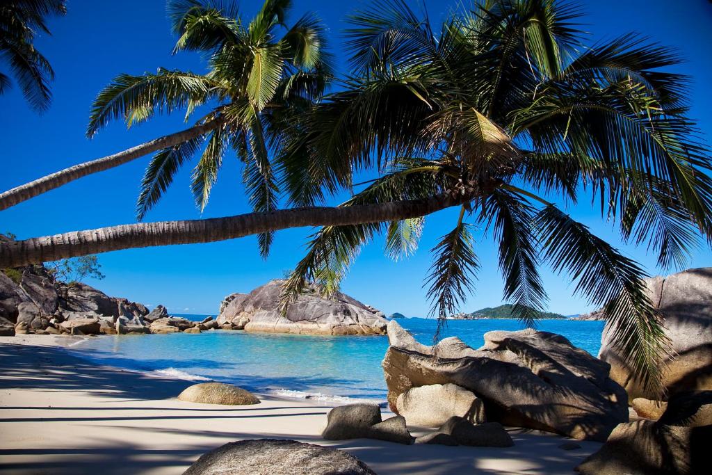 einen Strand mit Palmen und dem Meer in der Unterkunft Bedarra Beach House in Bedarra Island