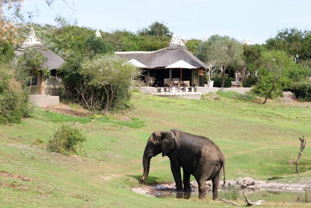 Zvířata v luxury tent nebo okolí