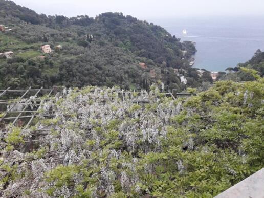 a view of a hill with trees and the ocean at Trekking in paradise B&B in Santa Margherita Ligure