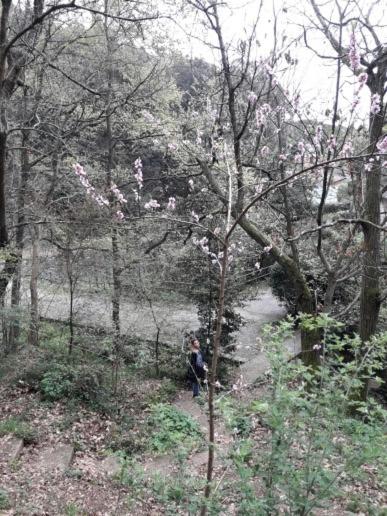 a person walking through a forest with a tree at Trekking in paradise B&B in Santa Margherita Ligure