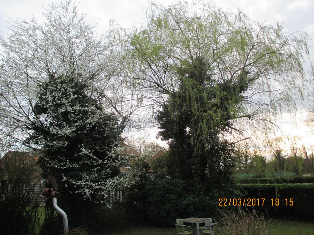 two trees and a bench in a yard at B&B Roseland in Bruges