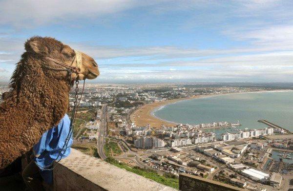 a stuffed camel standing on a ledge looking at a city at Appartement Adrar pour Famille in Agadir